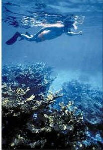 Snorkeling the clear blue waters in Key West